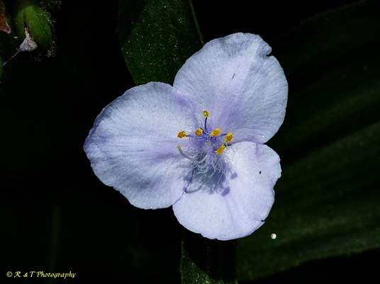 {Tradescantia subaspera}